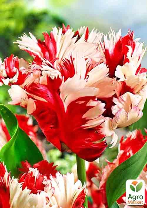 Тюльпан "Estella Rijnveld" (размер 10/11 , крупный) 3шт в упаковке