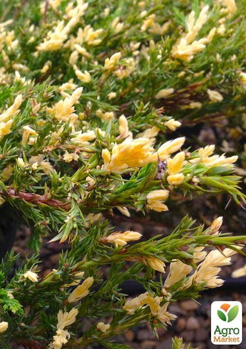 Можжевельник горизонтальный "Андорра Вариегата" (Andorra Variegatа) горшок P9 