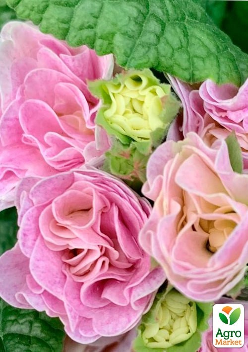Примула махрова F1 "Розанна рожева" ТМ "Vesna Exclusive"