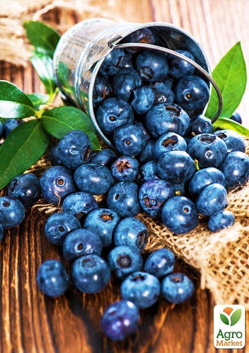 Голубика (черника садовая) "Спартан" (средний срок созревания, высокоустойчив к болезням) - фото 6