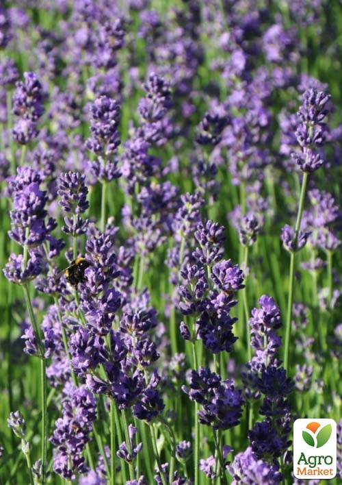 Лаванда англійська вузьколиста "Фолгейт" (Folgate) - фото 2