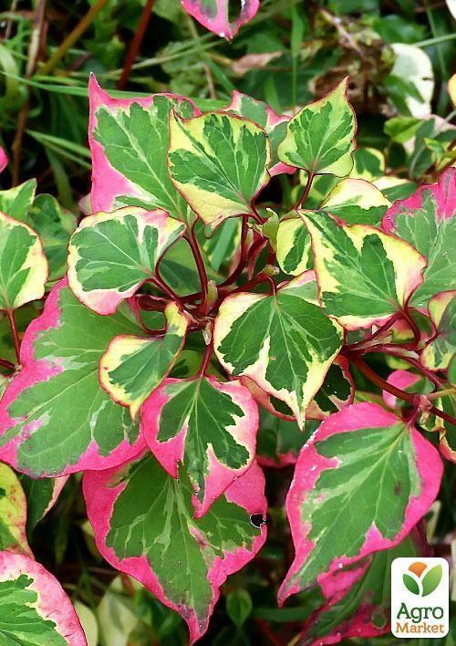 Хоуттюйния сердцевидная Хамелеон - фото 2