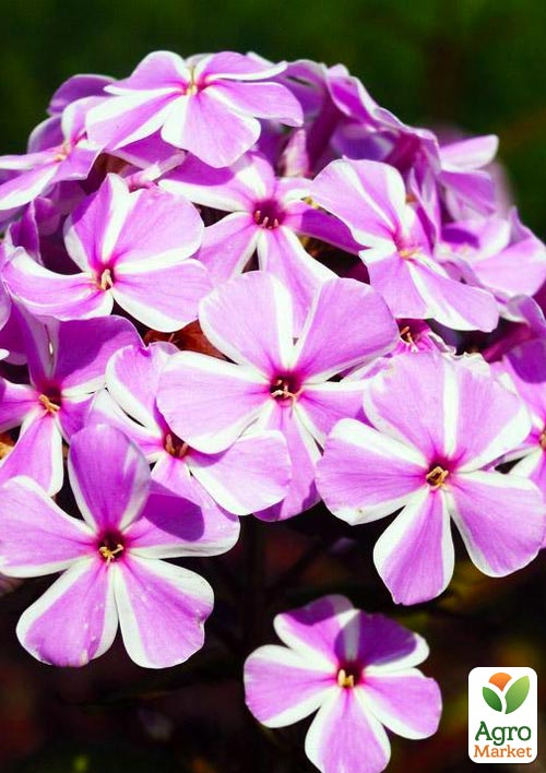 Флокс багаторічний "All in One" 1шт в упаковці