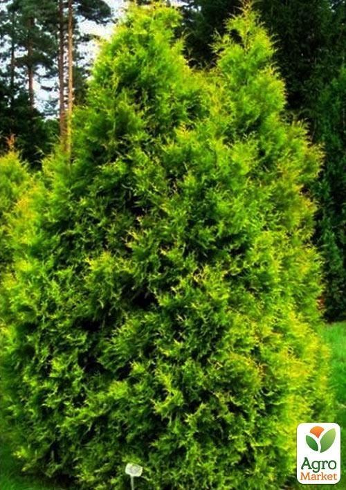 Туя западная "Ellwangeriana" (контейнер Р9, высота 10-12 см)