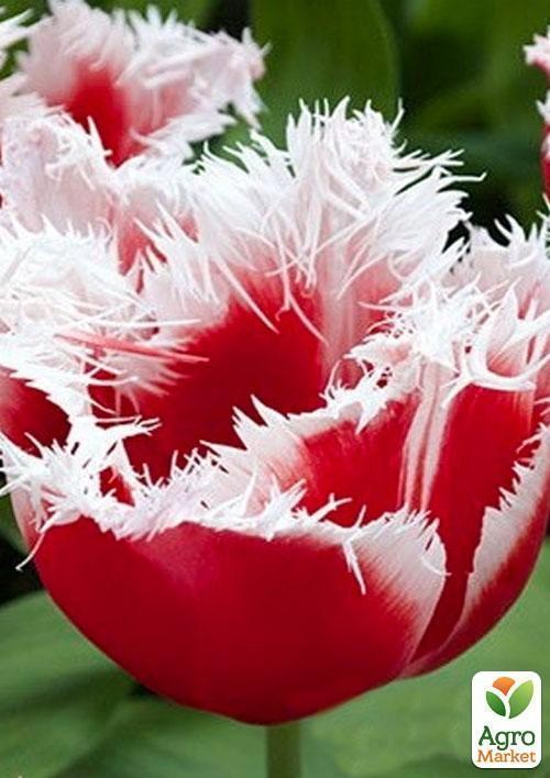 Тюльпан "Canasta" 3шт в упаковке