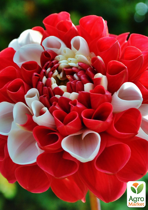 Георгина "Pacific Time"