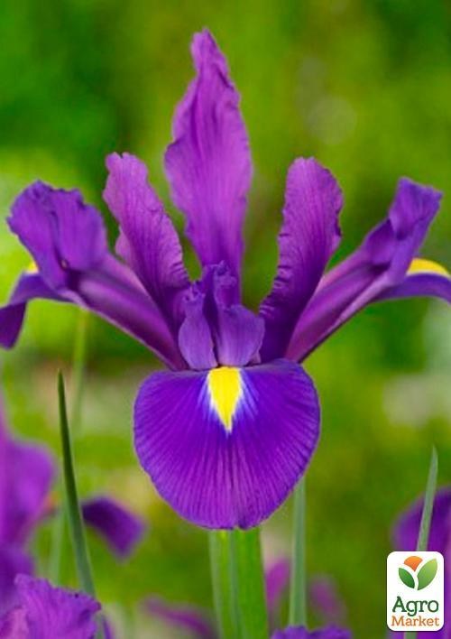Ирис голландский "Purple Sensation" (размер 7/8 , крупный) 5шт в упаковке