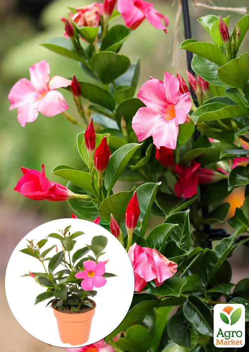 Дипладенія (Mandevilla) "Climbing Hot Pink" (квітуча ліана)