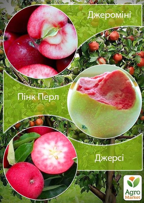 Дерево-сад Яблоня "Джеромини+Пинк Перл+Джерси"