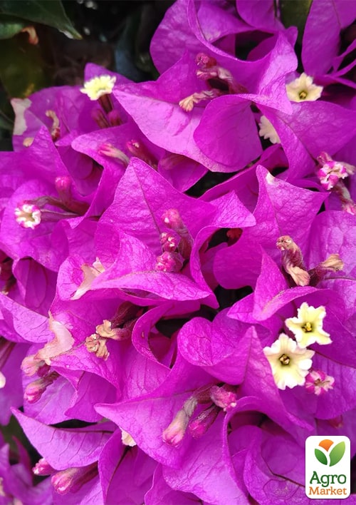 LMTD Бугенвиллия 5-и летняя "Александра" (высота 120-130см) - фото 6