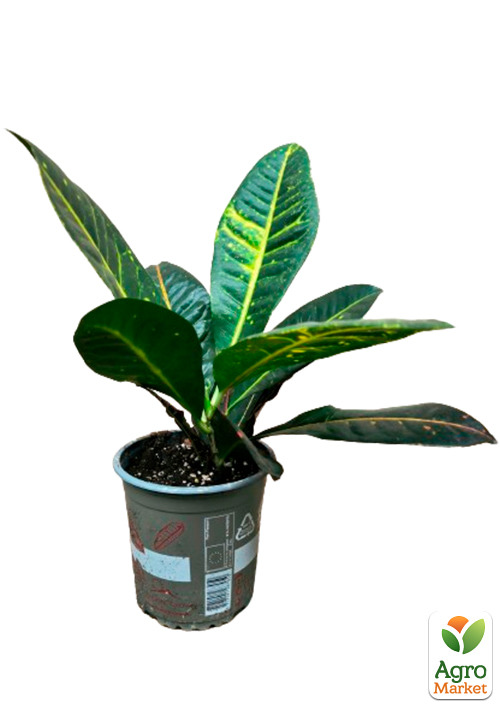 Кротон (Croton) "Petra"
