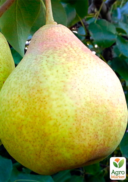 Груша "Вера" (зимний сорт, поздний срок созревания)