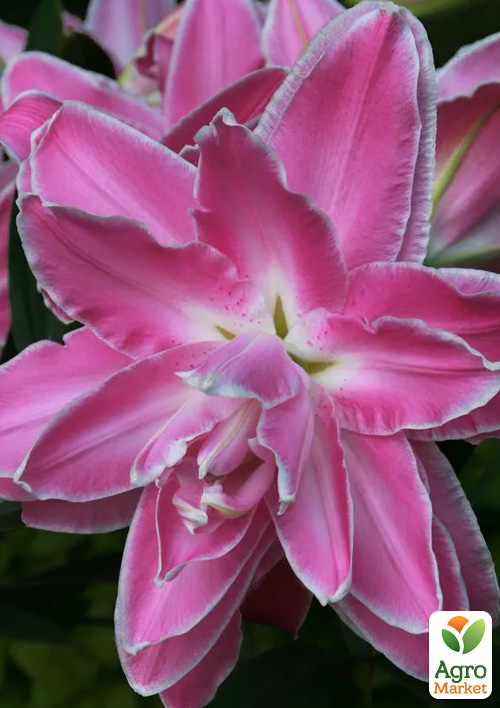 Лилия Махровая "Lotus Wonder" 