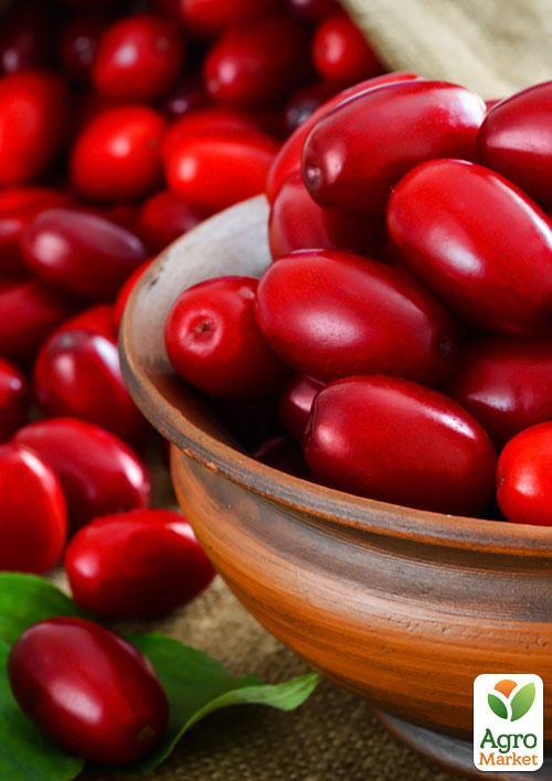 Кизил "Евгения"  - фото 4