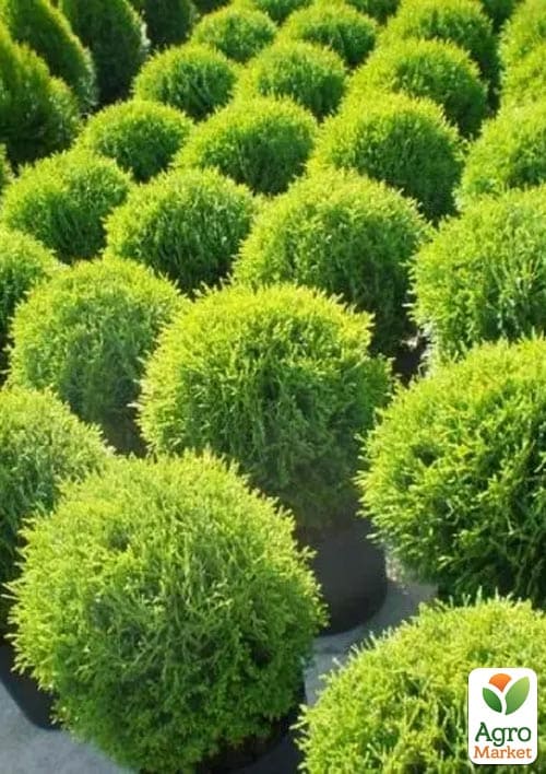 Туя западная "Tiny Tim" С5, диаметр 25-30 см - фото 2