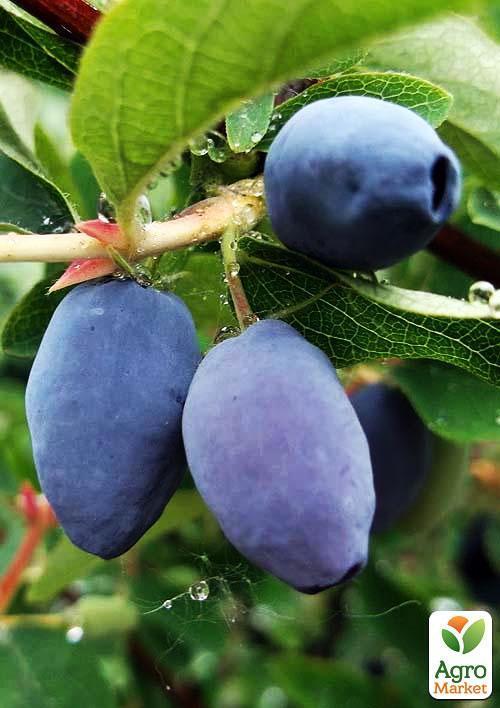 Жимолость "Морена" (ранний срок созревания, ягоды с куста не осыпаются) - фото 5