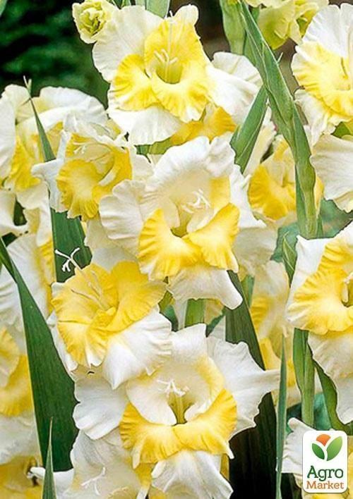 Гладіолус "Buggy" 3шт