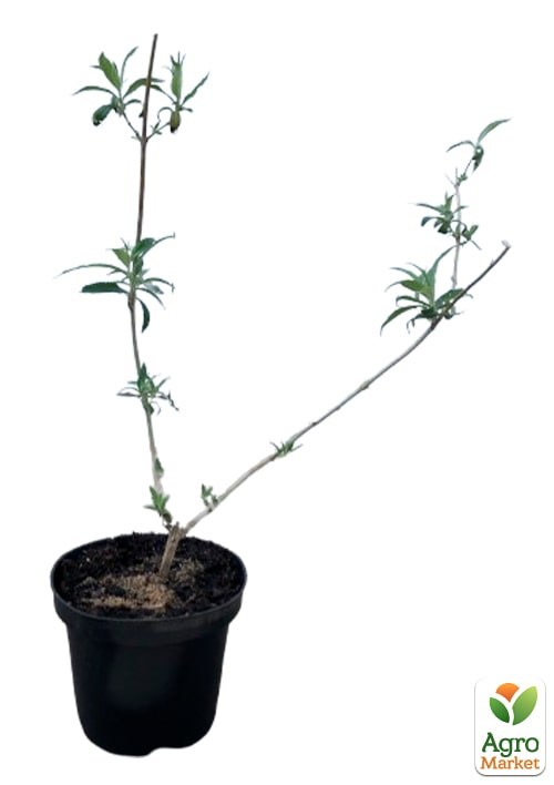 Буддлея Давида 2х летняя "Flower Power" С2 - фото 2