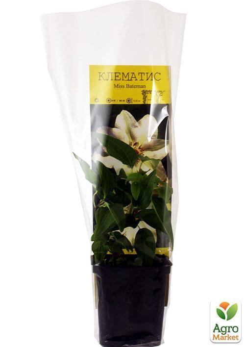 Клематис "Miss Bateman" - фото 5