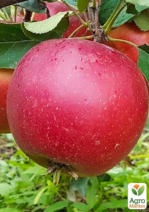 Яблоня "Элиза" (крупноплодный сорт, поздний срок созревания)