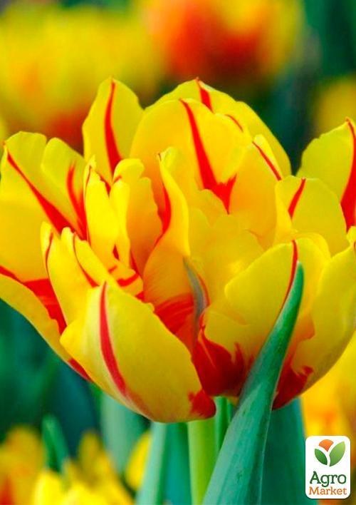 Тюльпан "Monte Feu" (размер 11/12 , крупный) 3шт в упаковке