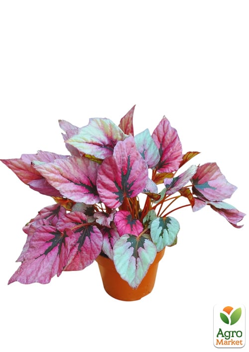 Бегония королевская REX "Indian Summer" 20-30см