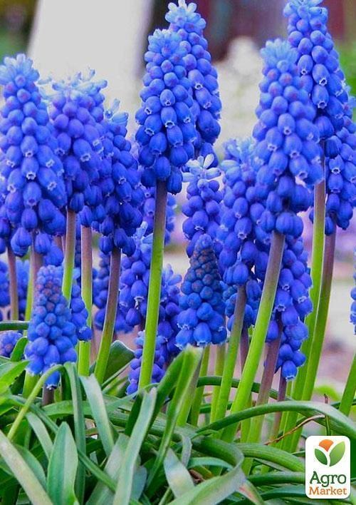 Мускари "Armeniacum" (размер 7/8 , крупный)