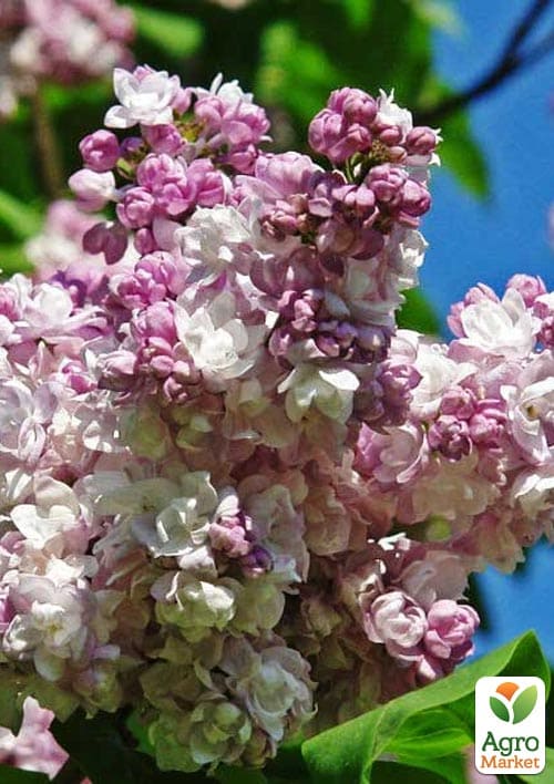 Сирень инвитро "Katherine Havemeyer" вазон С2