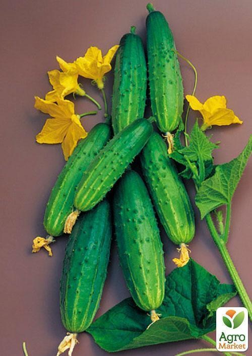 Огурец обработанный "Полан F1" (Зипер) ТМ "Весна" 0.5г - фото 2