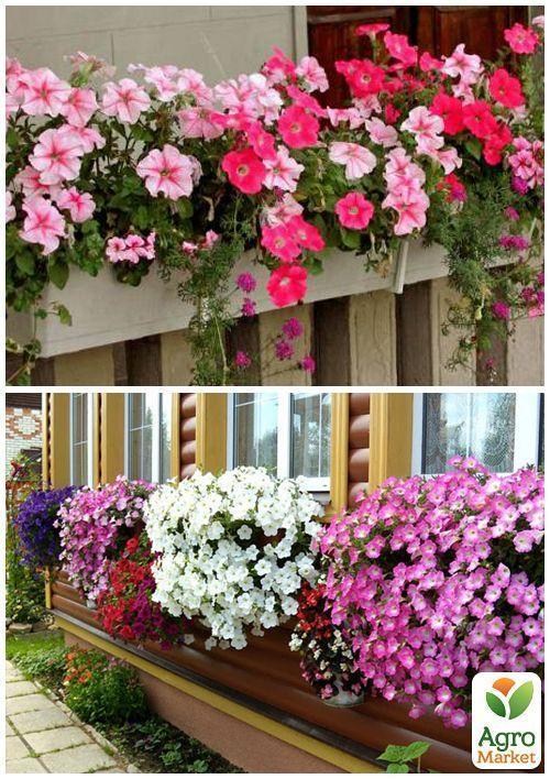 На вагу Петунія "Балконна суміш" ТМ "Весна" ціна за 1,5г - фото 5