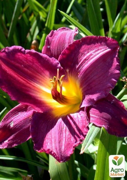 Лилейник "Strutter`s Ball" 1шт в упаковке