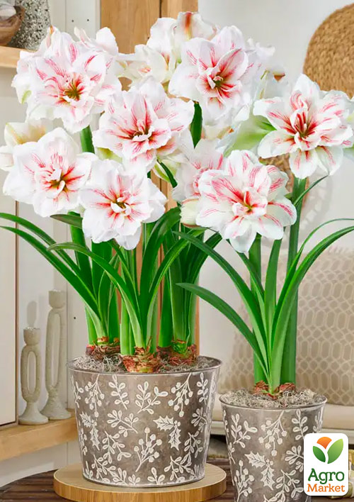 Гиппеаструм махровый "Aquaro" (Амариллис) 