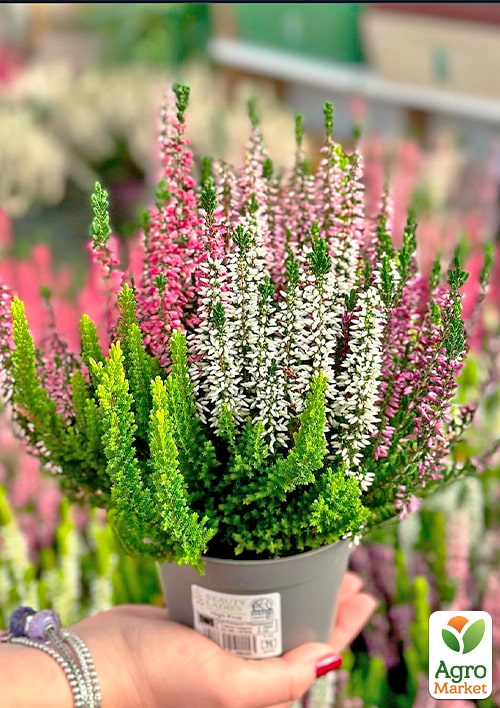 Вереск вечнозеленый микс сортов  - фото 2