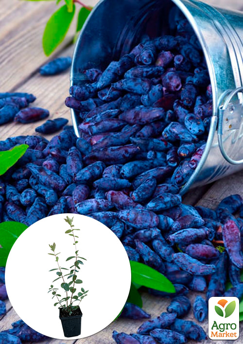 Жимолость "Синій птах" (ранній термін дозрівання, стійкий до осипання сорт)