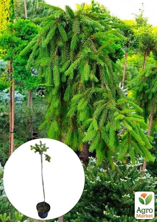Ель плакучая на штамбе «Inversa» С3, высота 50-70см