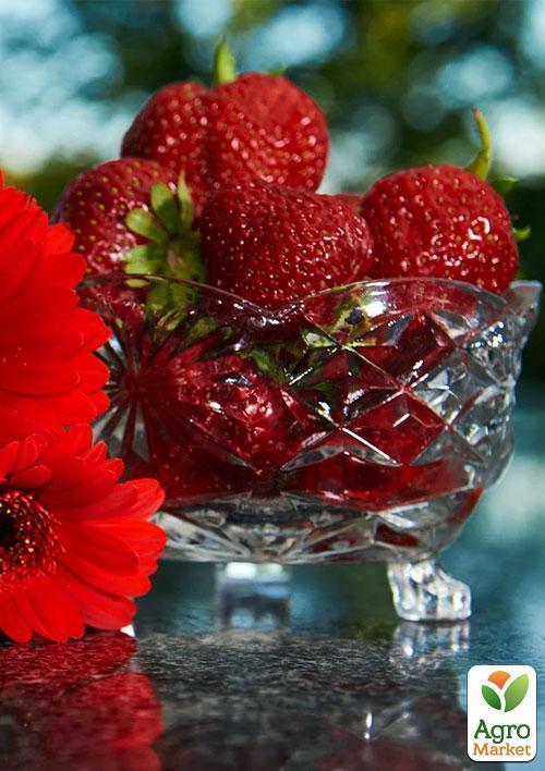 Ексклюзив! Полуниця темно-вишнева "Комета" (Comet) (преміальний високоврожайний сорт) - фото 9