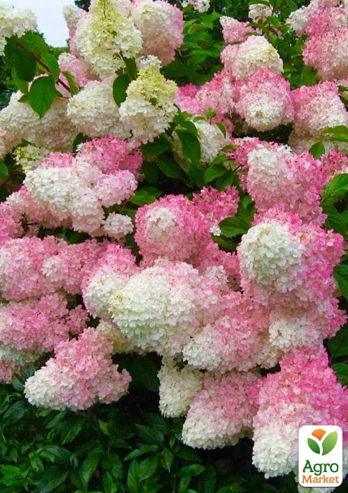 Гортензия метельчатая 5-и летняя "Vanilla Fraise" (высота саженца 120-130см)