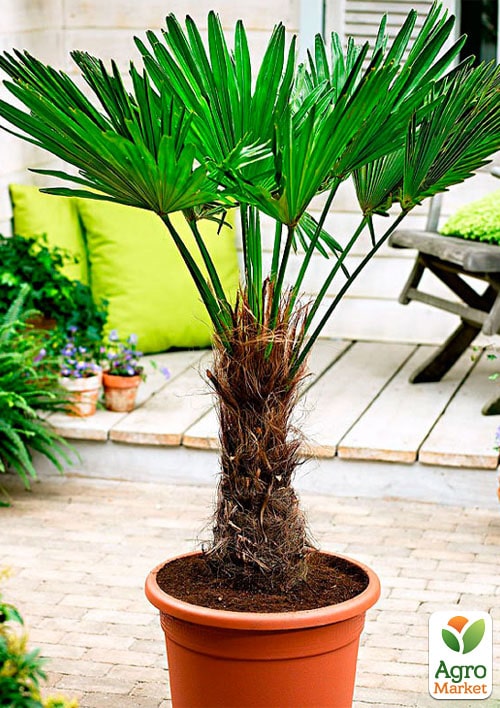 Трахікарпус (Trachycarpus Fortunei) висота 60-80см - фото 6