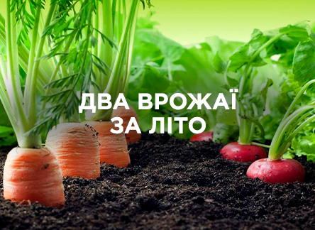 Два урожая за лето: что сажать?