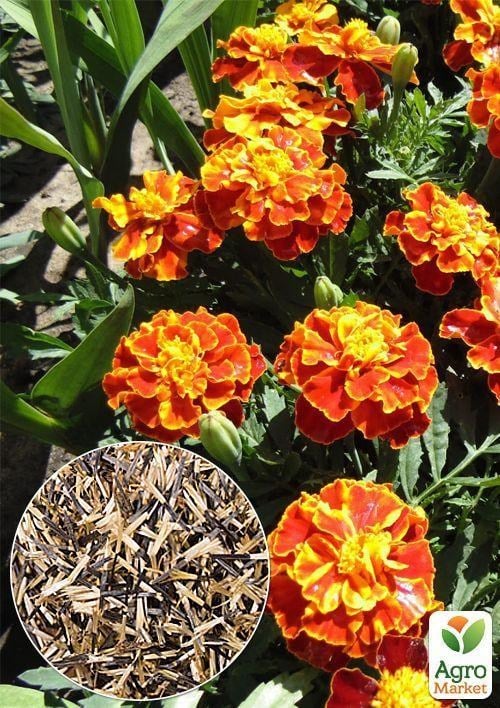 На развес Бархатцы "Медовые соты" ТМ "Весна" цена за 3г