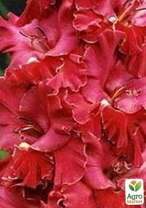 Гладиолус "Командор"