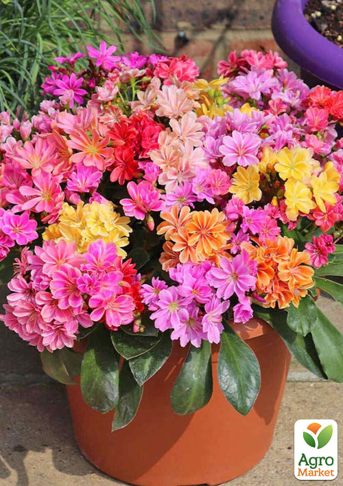 Левизия "Elise Mix" 