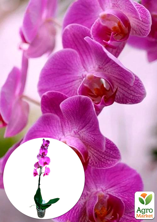Орхидея (Phalaenopsis) "Lilac"