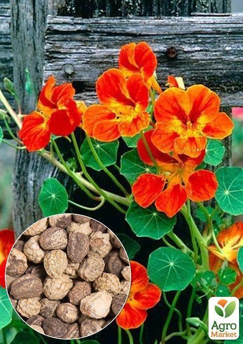 На вагу Настурція "Помаранчева кучерява" ТМ "Весна" ціна за 3г