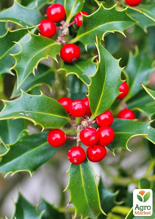 Падуб остролистный (Ilex aquifolium) вазон Р9 - фото 3