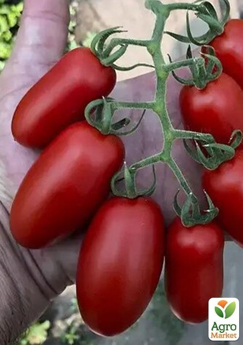 Томат індетермінантний "Візард F1" ТМ "Lark Seeds" 250шт