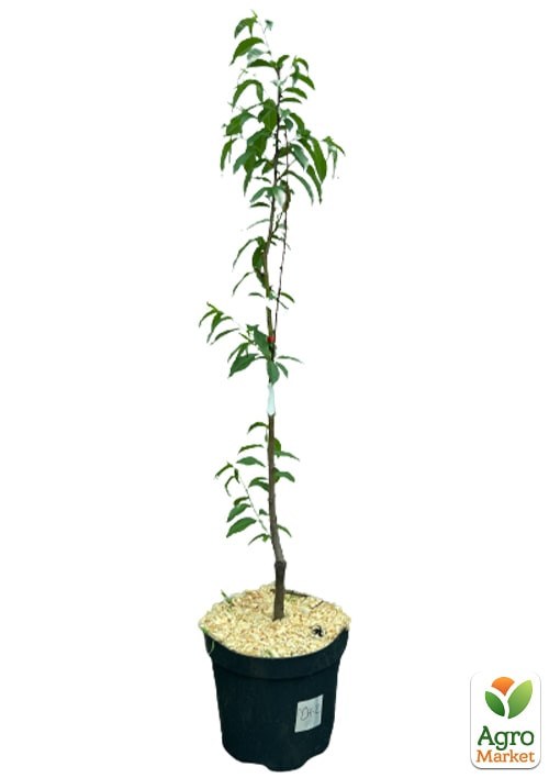 Инжирный персик "Сатурн" укорененный в контейнере (саженец 2 года) - фото 2