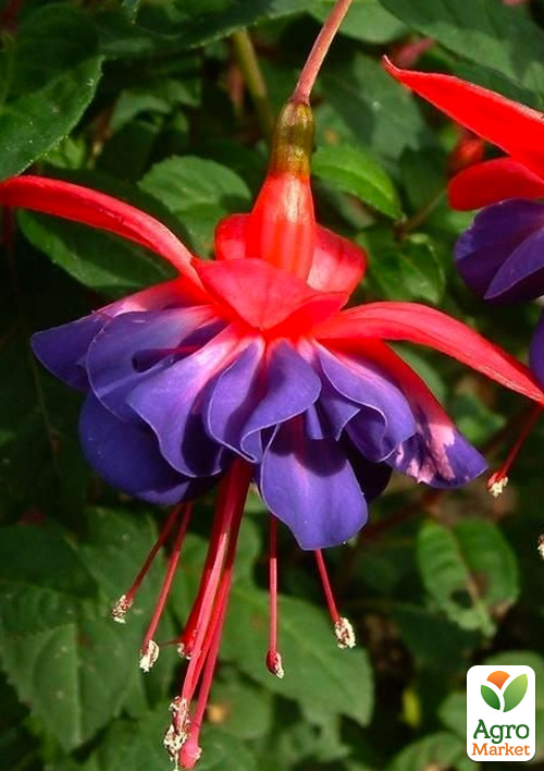 Фуксія кущова "General Monk Rot-Blau"