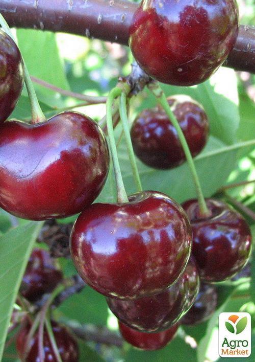 Вишня "Подбельского" (летний сорт, средний срок созревания)