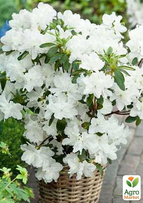 Азалия Японская "Мери Хелен"(Azalea japonica Mery Helen) - фото 5